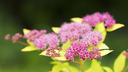 Spiraea japonica bushes with pink fluffy flowers in sunlight natural summer bright floral background