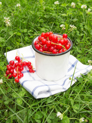 Fresh juicy berry red currant in a cup in the grass. The concept of gardening and harvesting