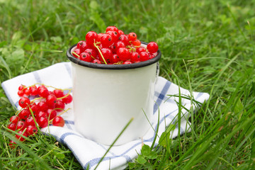 Fresh juicy berry red currant in a cup in the grass. The concept of gardening and harvesting