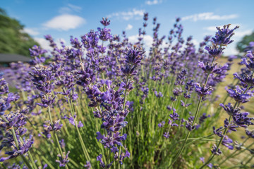 Obraz premium Detail of lavender field