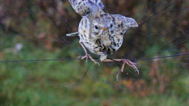 Ornithologists caught and ringed birds. Meadow pipit (Anthus pratensis) caught in mist net
