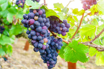 Close up vine grapes in champagne region in autumn harvest, Reims, France