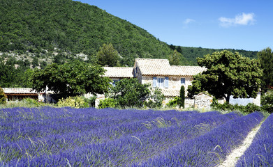 In der Provence