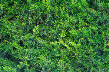 Pine hedge texture background