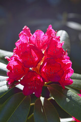 Rhododendron flowers