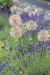 Kugellauch Fruchtstand mit Lavendel