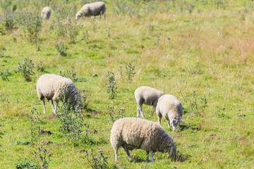 Sheep grazing