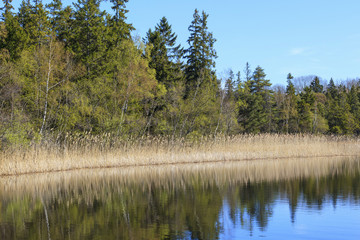 Reeds in the lake