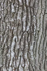 Bark of an oak tree