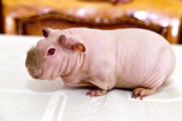 skinny pig on a white cloth