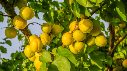 Uncollected apricot branch