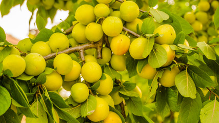 Unclean Plums and Damsons - Fruits of the branch
