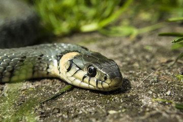 Snake and its head