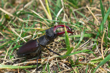 Deer beetle sits in the green summer grass close up