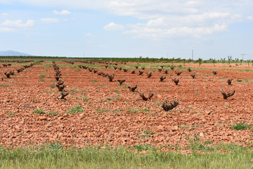  Vineyards without leaves