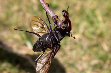 A deer beetle tries to fly off a branch