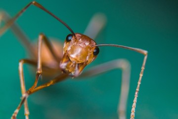fire ant