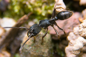 black ant