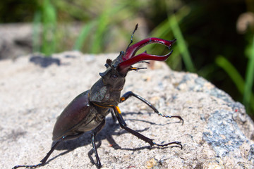 A deer beetle sits on a rock