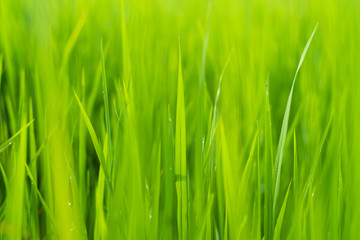 Fototapeta na wymiar Abstract background green rice leaf