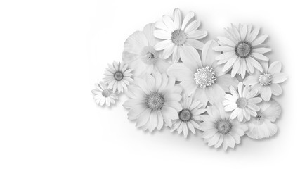 weißer Hintergrund mit weißen blumen