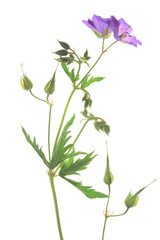 Fototapeta na wymiar Wiesen-Storchschnabel (Geranium pratense)