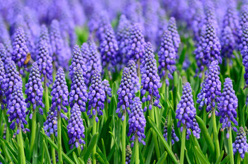 Obraz premium Background: Purple Flowers