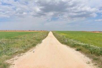 Road to the village