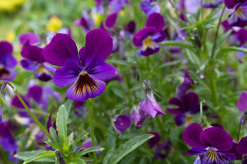 Colorful flowers violet pansy