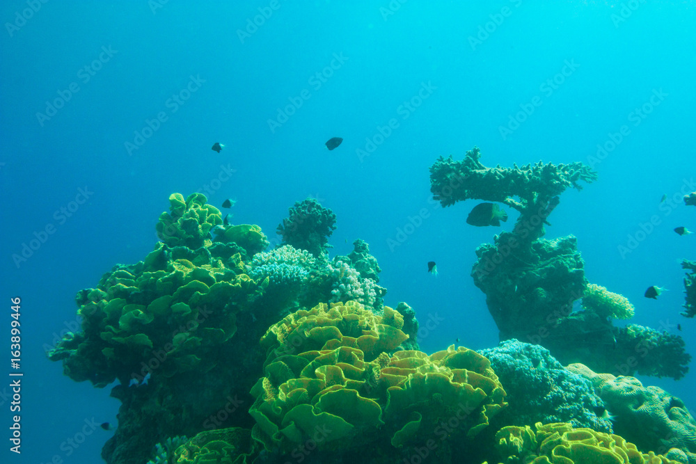 Wall mural Fragment of colorful coral reef