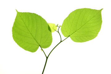 Linde (Tilia) - Blatt vor weißem Hintergrund