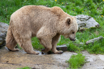 white grizzly bear