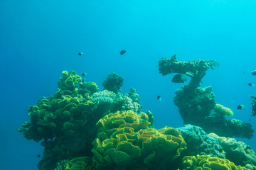 Fragment of colorful coral reef