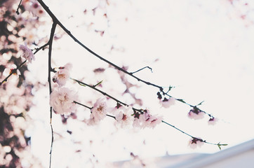 Blooming almond flower branch with empty space on light background