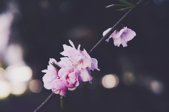 Blooming pink flowers with copy space on dark background