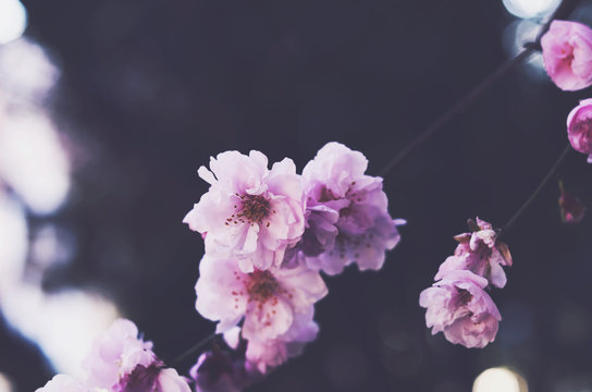 Blooming pink flowers with copy space on dark background