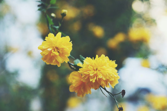 Yellow flowers - rudbeckia in summer garden