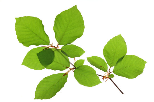 Rotbuche (Fagus sylvatica) Zweig mit Blättern vor weißem Hintergrund