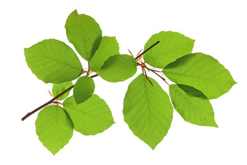 Rotbuche (Fagus sylvatica) Zweig mit Blättern vor weißem Hintergrund