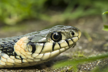 Great snake head