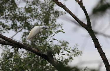 Butterfly on the chamomile inflorescence