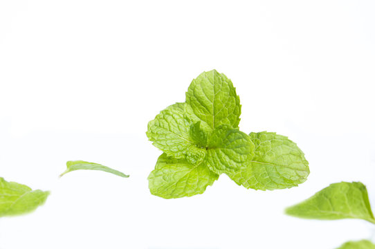 Kitchen Mint.Metha cordifolia Opiz.