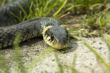 View of a snake on the ground