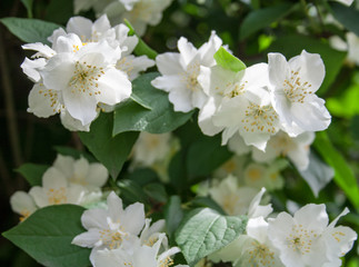 Obraz na płótnie Canvas white flowers with green leaves background