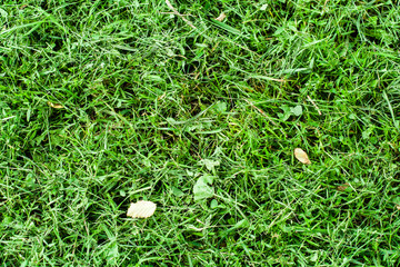 green mowed grass with some leaves. background, texture