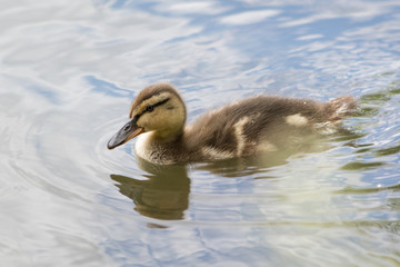 Duckling in the lake