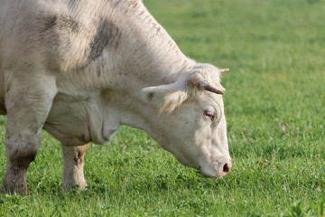 Naklejka na ściany i meble Charolais cow, white cow in a field, eating grass 
