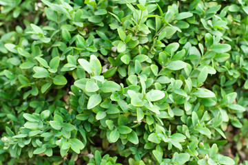 green leafy background, texture