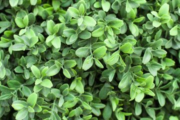 Fototapeta na wymiar green leafy background, texture