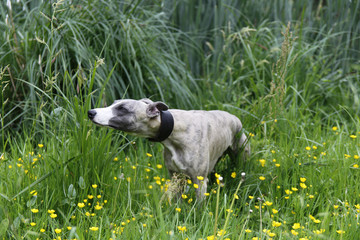 Cute dog sniffing grass 
